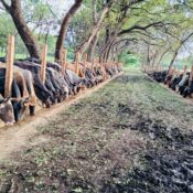 Buying into Central American Regenerative Cattle Rearing