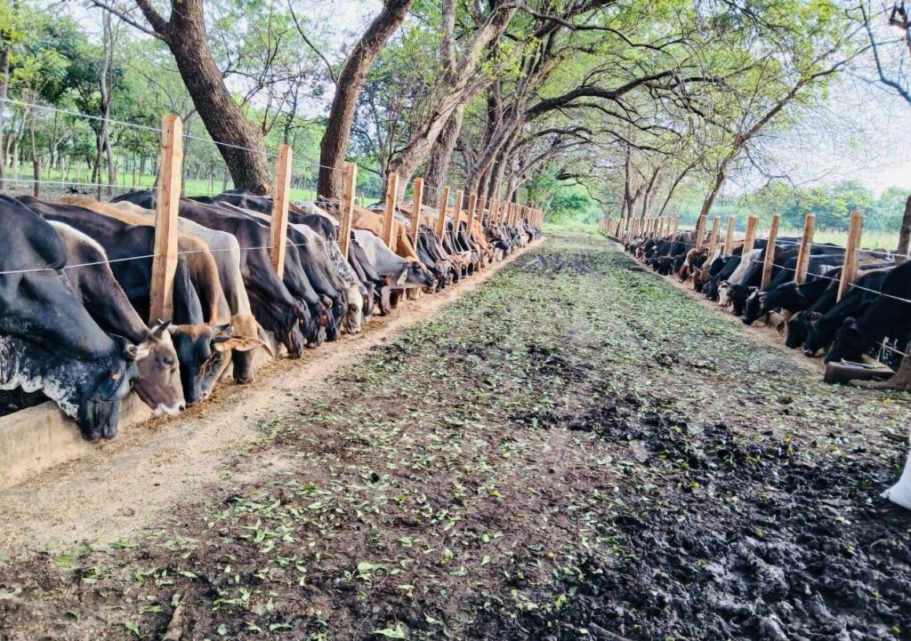 Beefy Retun Cattle in Corral Eating Suplemental High Protein Formula