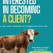 Buying into Central American Regenerative Cattle Rearing