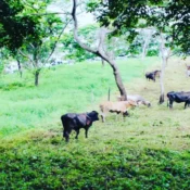 Buying into Central American Regenerative Cattle Rearing