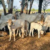 Buying into Central American Regenerative Cattle Rearing