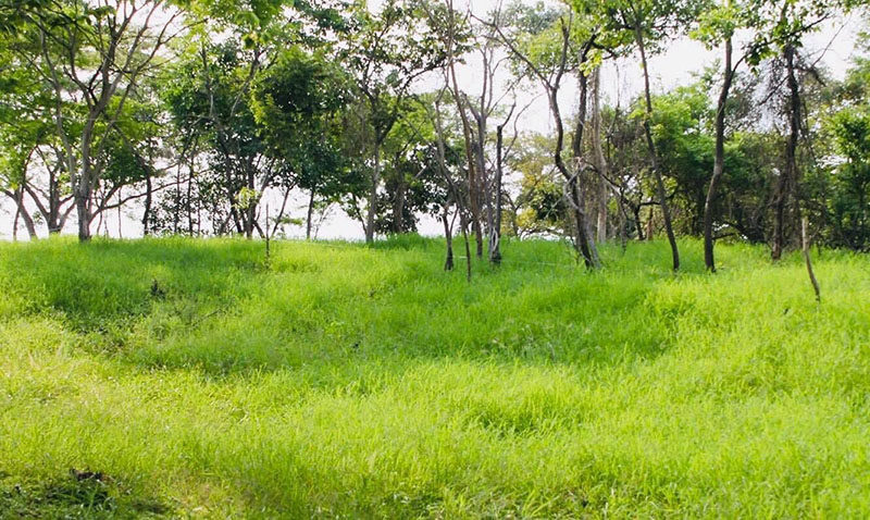 Nicaragua's Cattle Powerhouse