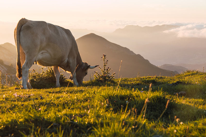Regenerative Farming