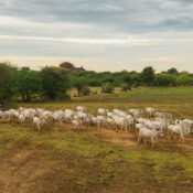 Buying into Central American Regenerative Cattle Rearing