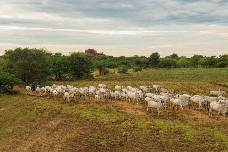 Sustainable Land Management for Beef Production