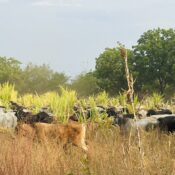 Buying into Central American Regenerative Cattle Rearing